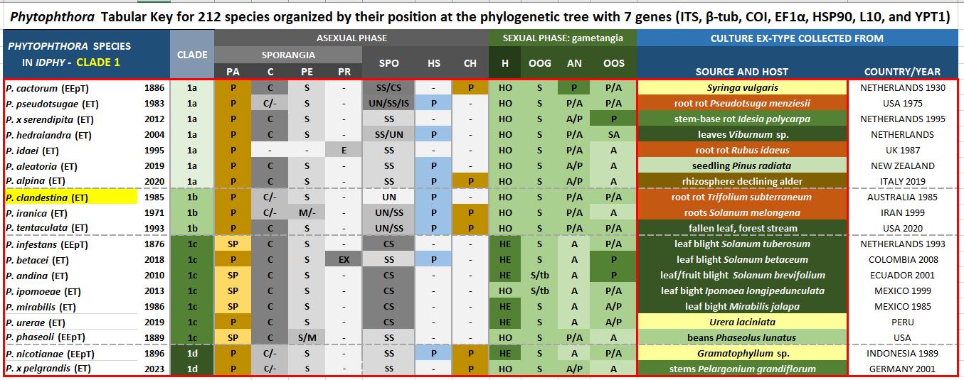    Phytophthora  spp. in subclade 1b:  Tabular key (PDF) and Tabular key legends (PDF) in IDphy2 KEY SECTION. Notice the data of   P. clandestina  Ex-type CBS 347.86 = Samp;T BL 15 . Gloria Abad, USDA Samp;T.
